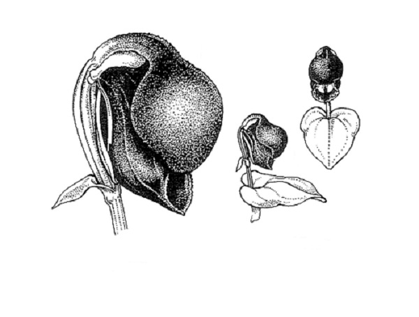 Corybas unguiculatus